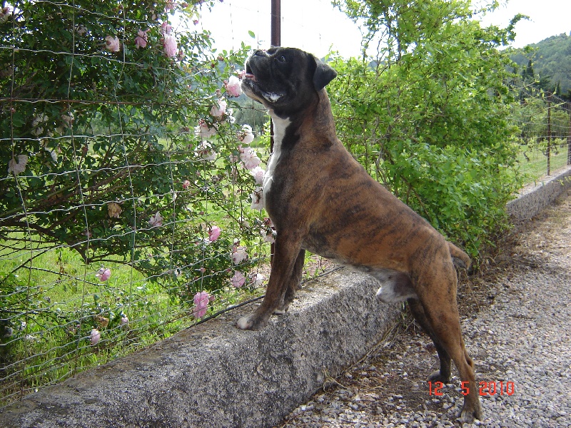 Scipion De la brevenne