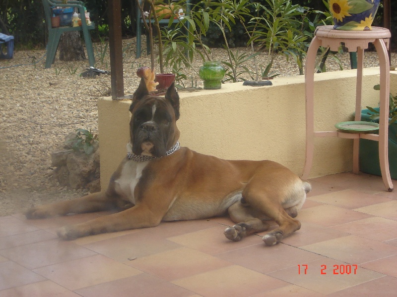 Utch du Mas aux Albizzias
