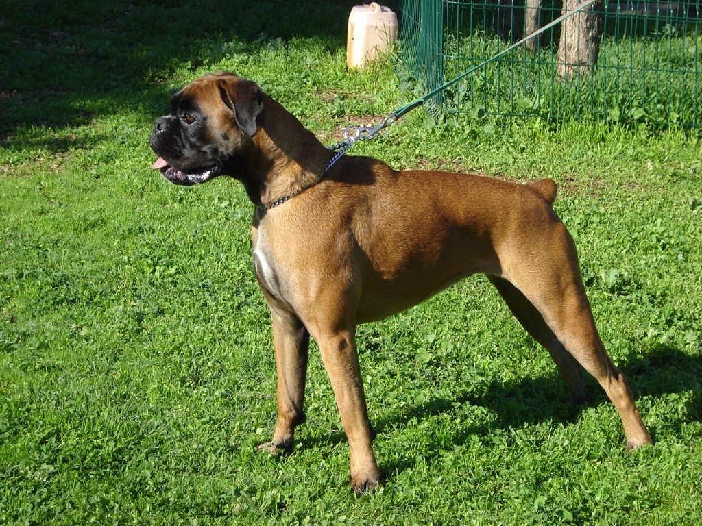 Urka du Mas aux Albizzias