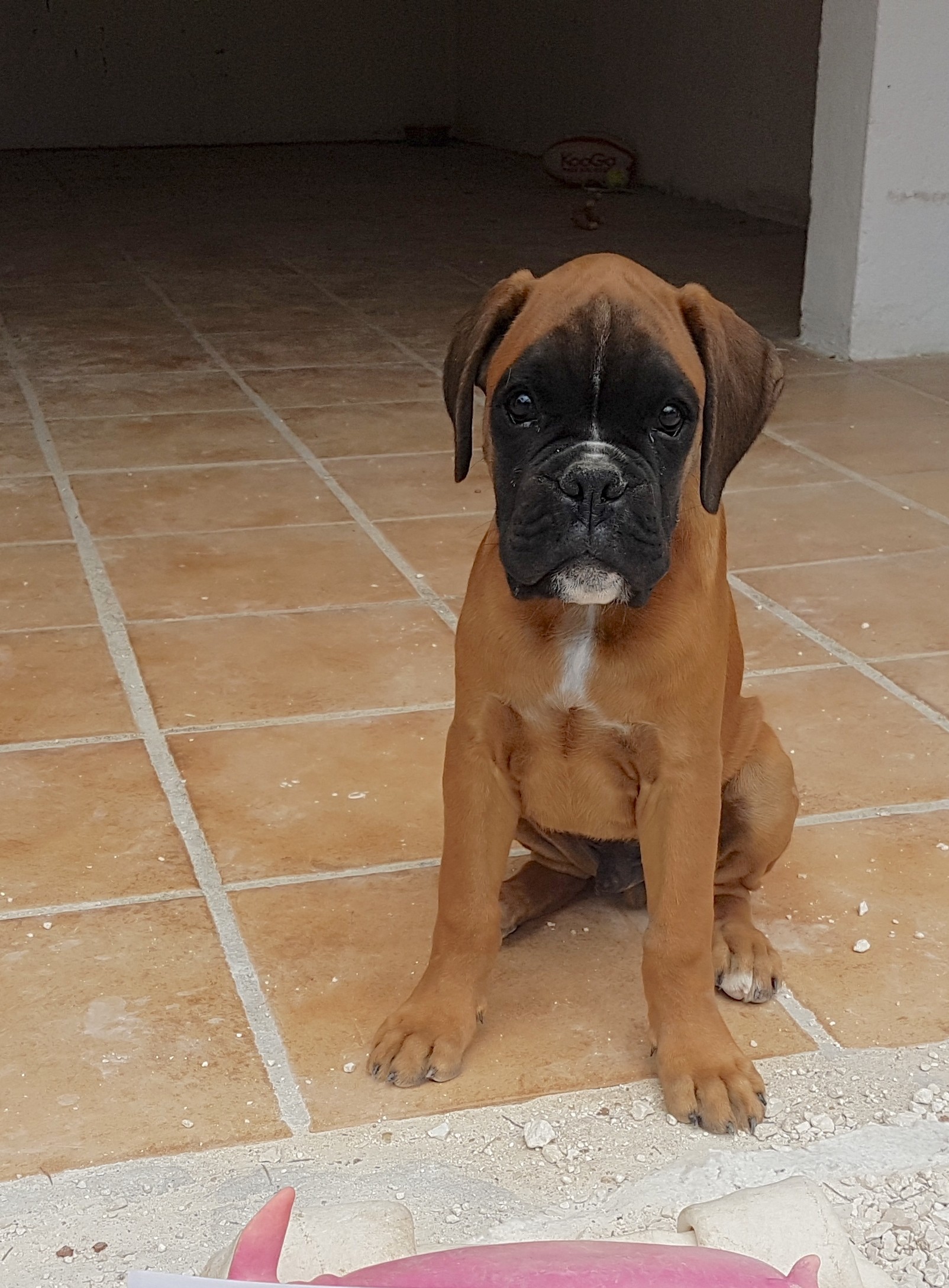 Nixon du Mas aux Albizzias