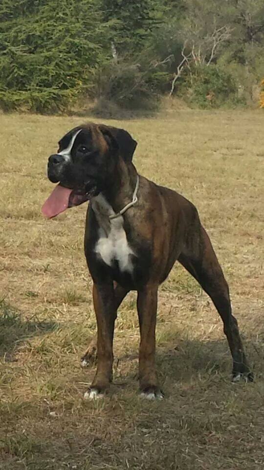 Jixie du Mas aux Albizzias