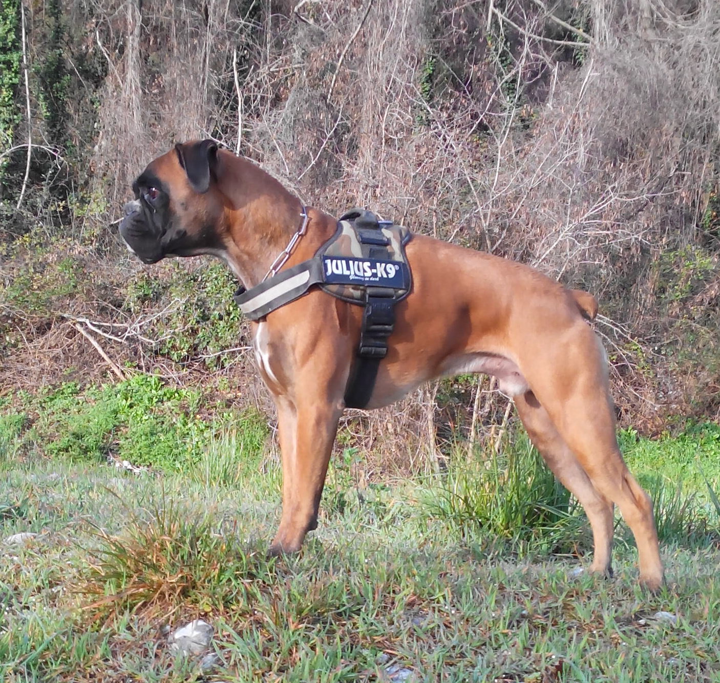 Irkis du Mas aux Albizzias