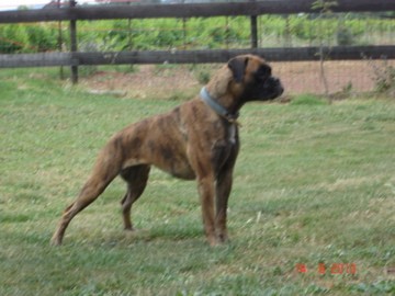 Elfie du Mas aux Albizzias