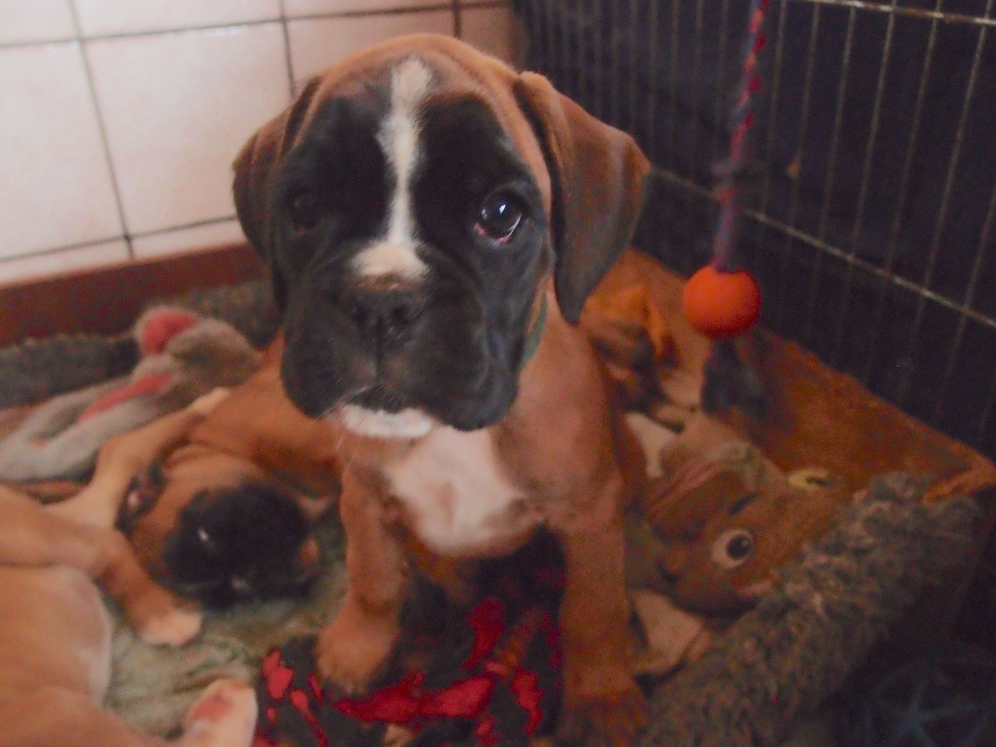 AIRELLE du Mas aux Albizzias