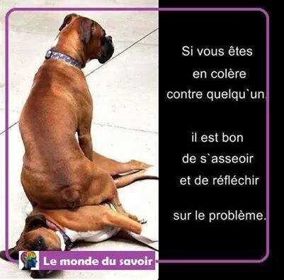 du Mas aux Albizzias - HUMOUR BOXER