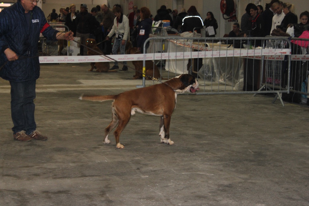 du Mas aux Albizzias - EXPO MARSEILLE 2016 Spéciale boxers