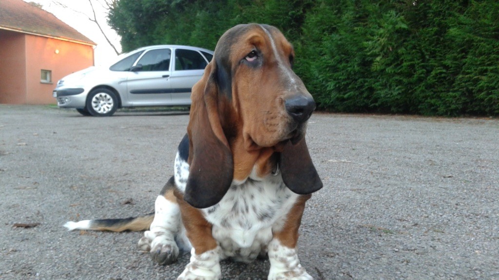 JUMBO  rebaptisé JACOB