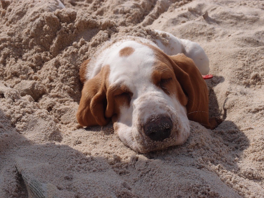 du Mas aux Albizzias - PHEBEE A LA PLAGE