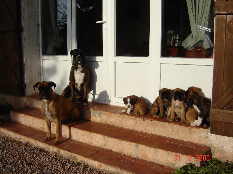 boxers heureux