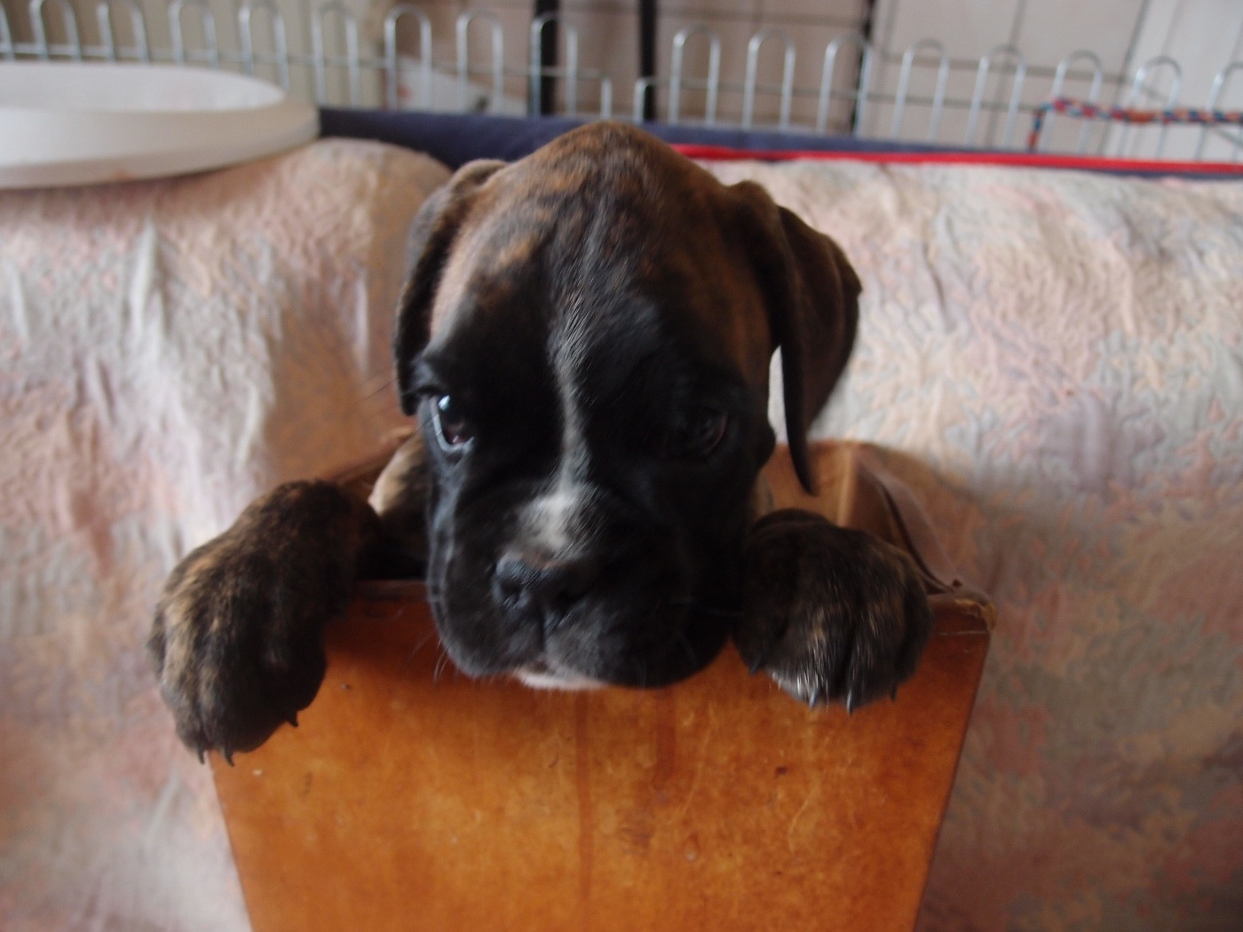 du Mas aux Albizzias - Boxer - Portée née le 24/10/2025