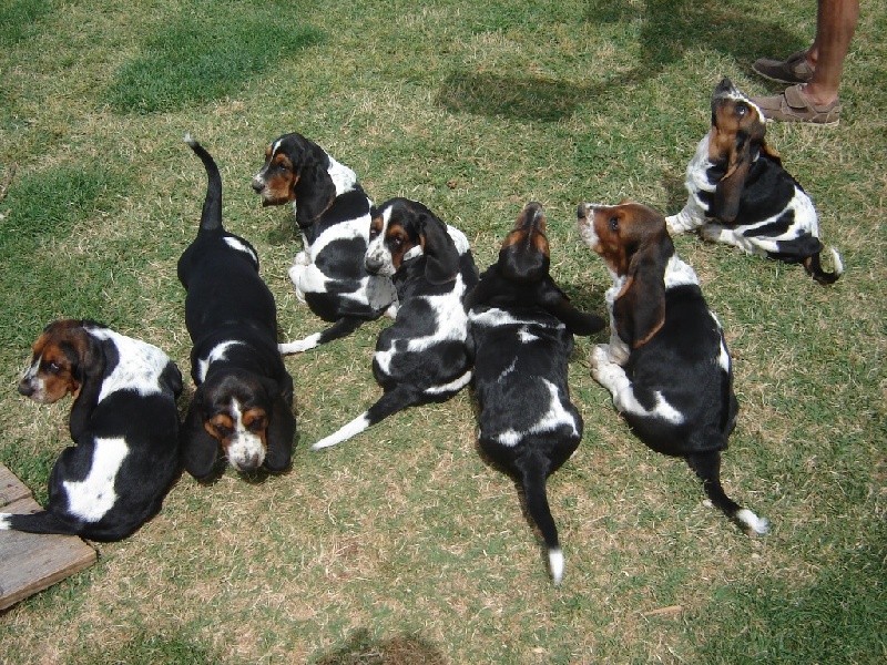 du Mas aux Albizzias - Basset Hound - Portée née le 27/02/2014