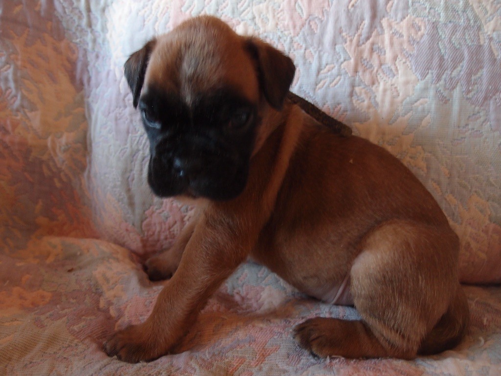 du Mas aux Albizzias - Chiots disponibles - Boxer