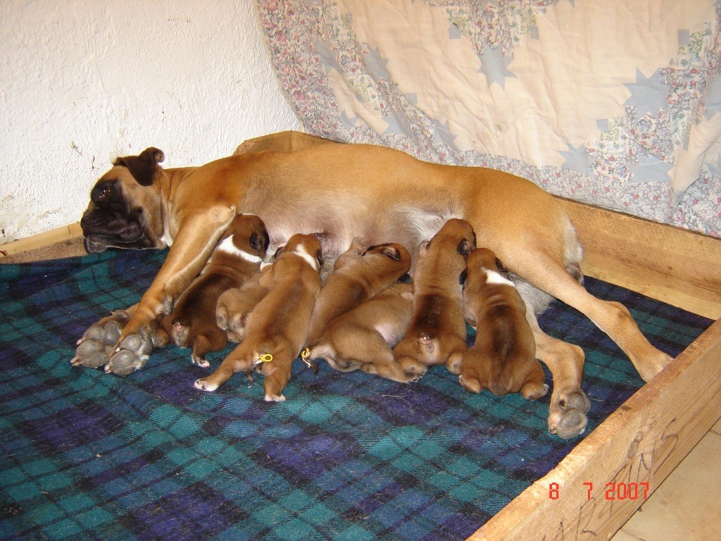 Chiot Boxer du Mas aux Albizzias