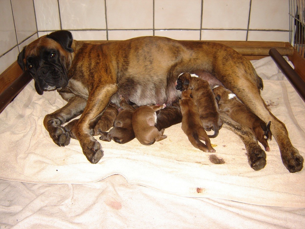 Chiot Boxer du Mas aux Albizzias