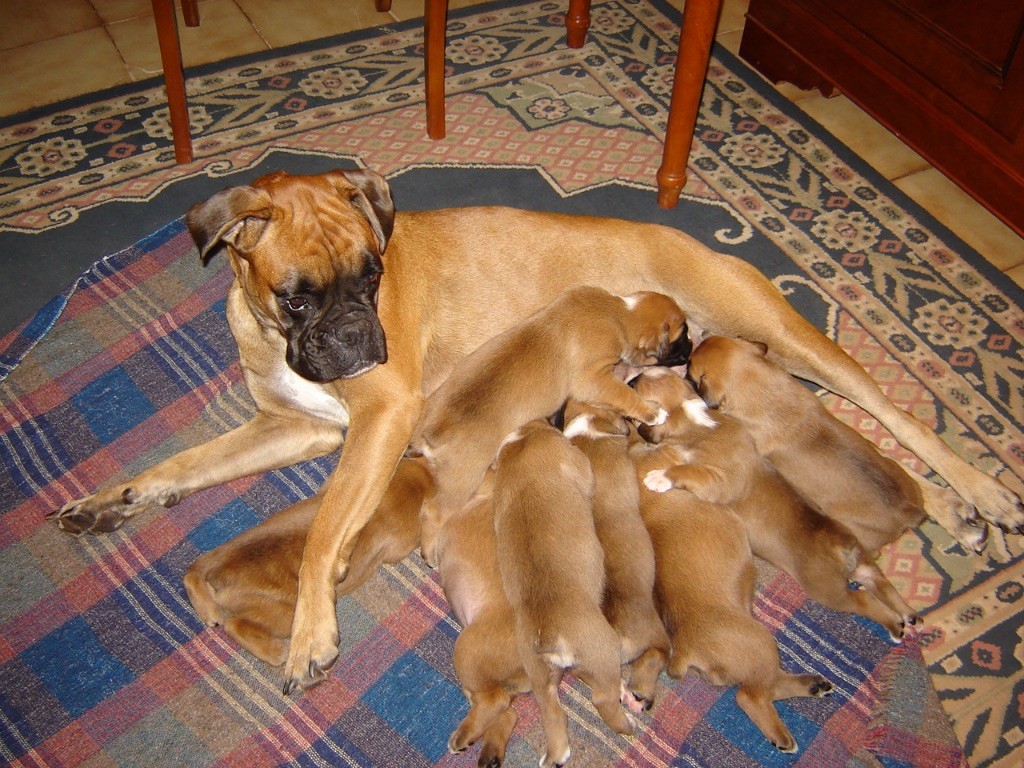 Chiot Boxer du Mas aux Albizzias