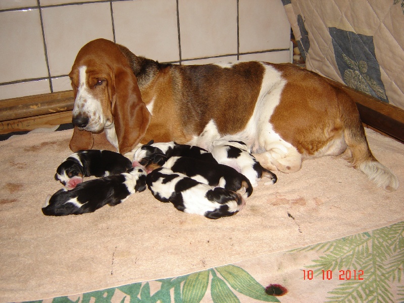 du Mas aux Albizzias - Basset Hound - Portée née le 10/10/2012