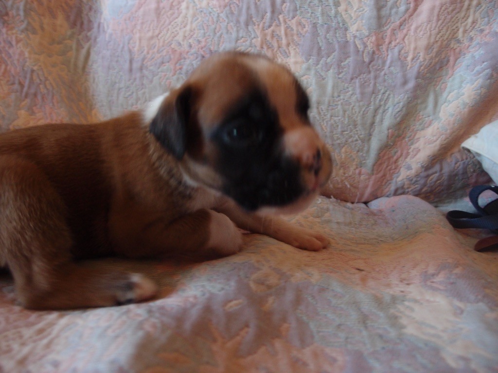 du Mas aux Albizzias - Chiots disponibles - Boxer